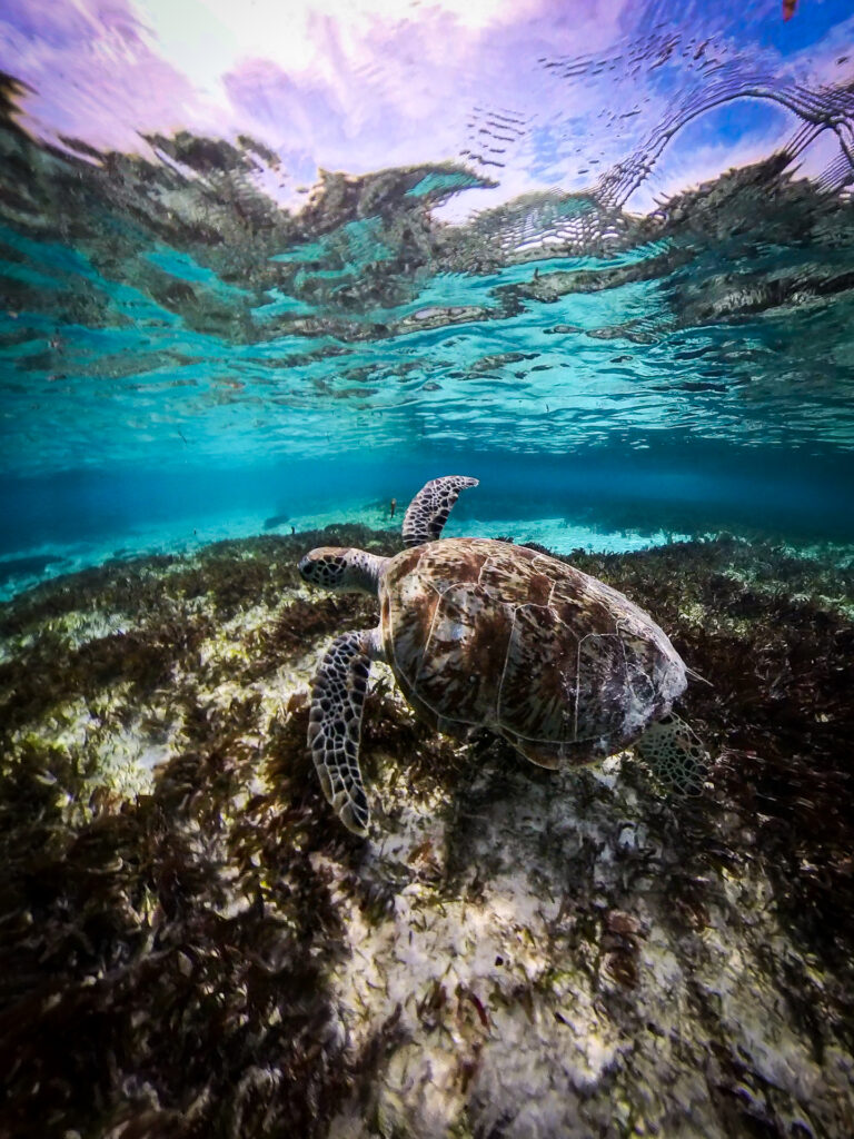 Seychelles Green Turtle