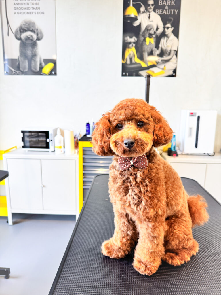 Modern dog grooming room with professional equipment and soothing design at Bark & Beauty Grooming Wellness Studio in Zurich, Adliswil, Switzerland.