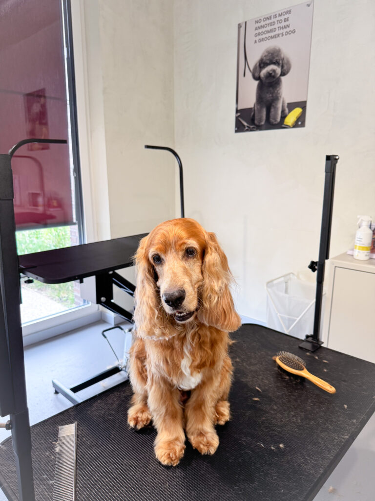 Groomed and happy dog at Bark & Beauty Grooming Wellness Studio in Zurich, Adliswil, Switzerland — holistic pet care for beauty and wellbeing.