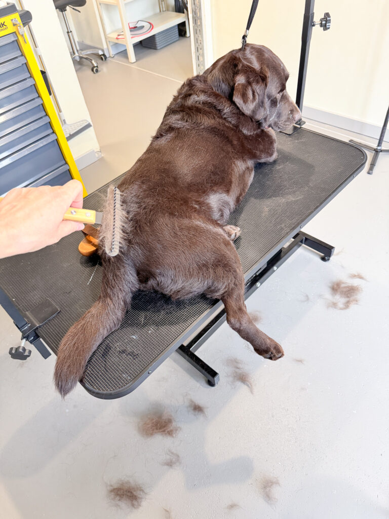Professional dog grooming session at Bark & Beauty Grooming Wellness Studio in Zurich, Adliswil, Switzerland — luxury care in a calm, wellness-inspired space.