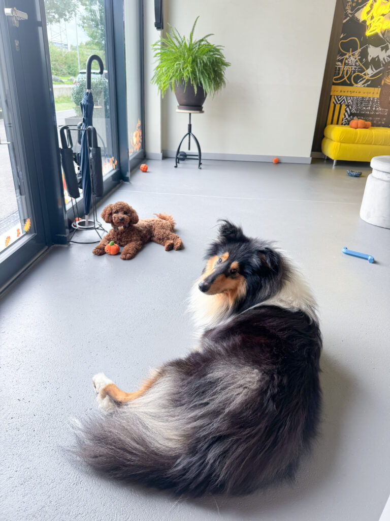 Happy dogs at Bark & Beauty Grooming Wellness Studio in Zurich, Adliswil, Switzerland — holistic pet care for beauty and wellbeing.