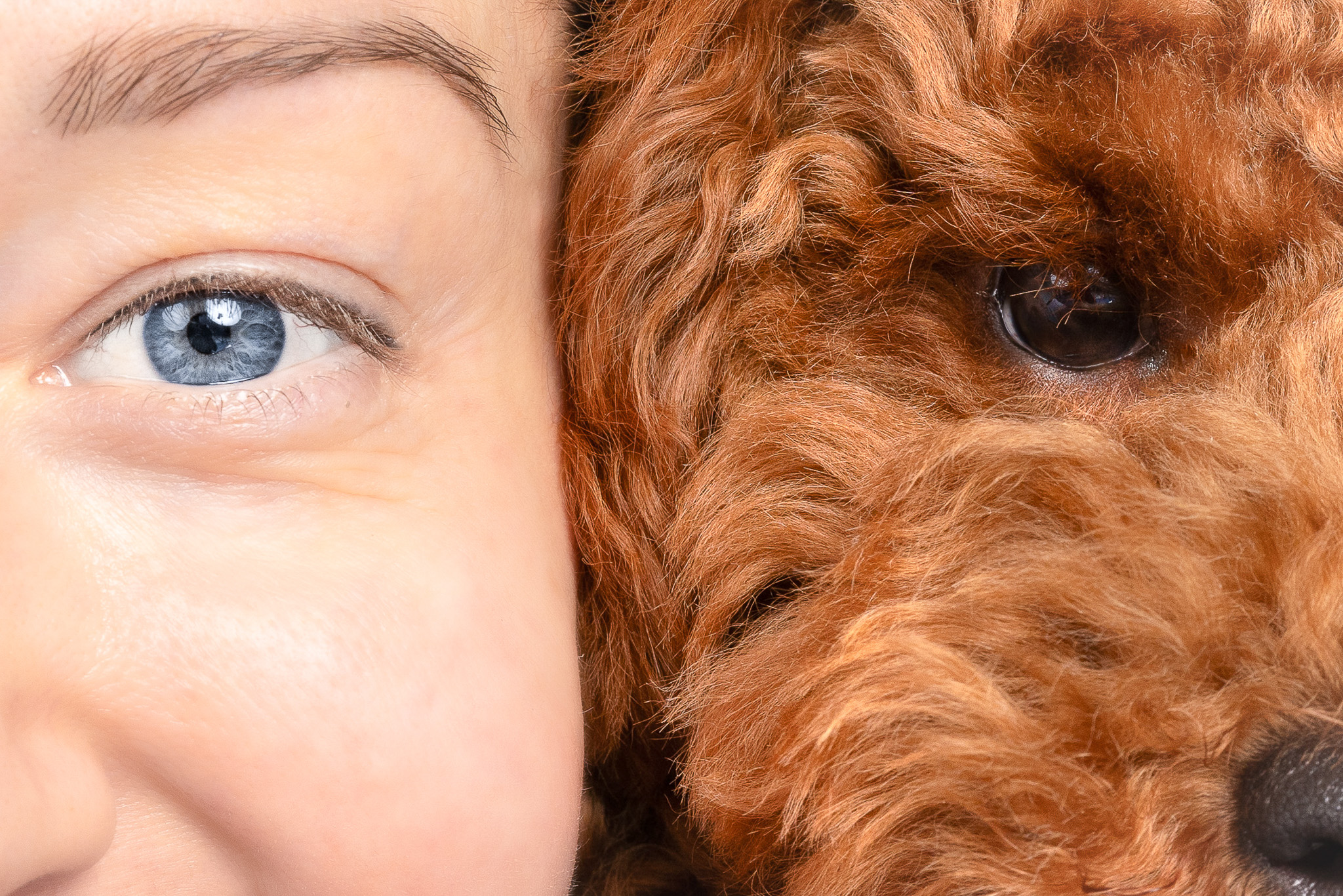 <h1>Meet the Founder: How Bark & Beauty in Zurich is Redefining Pet Grooming & Wellness</h1>
