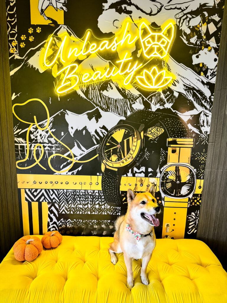 A Shiba Inu sitting proudly on a yellow sofa with a neon Bark & Beauty sign behind.