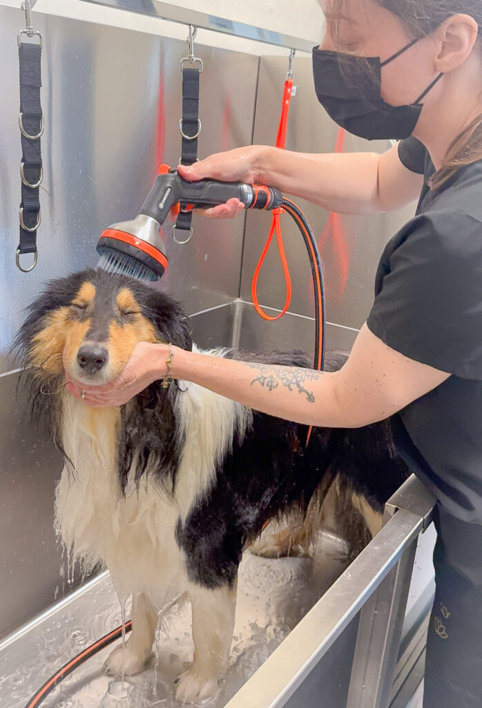 Groomer washing a Collie’s head with a shower attachment in a stainless-steel bath.