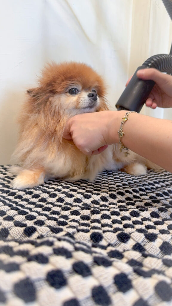 Groomer drying a fluffy Pomeranian with a professional blow dryer.