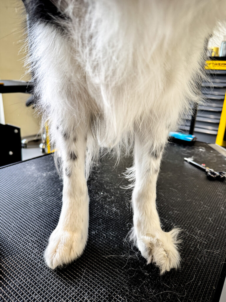 Close-up of a dog’s paws before trimming, showing neat grooming work.