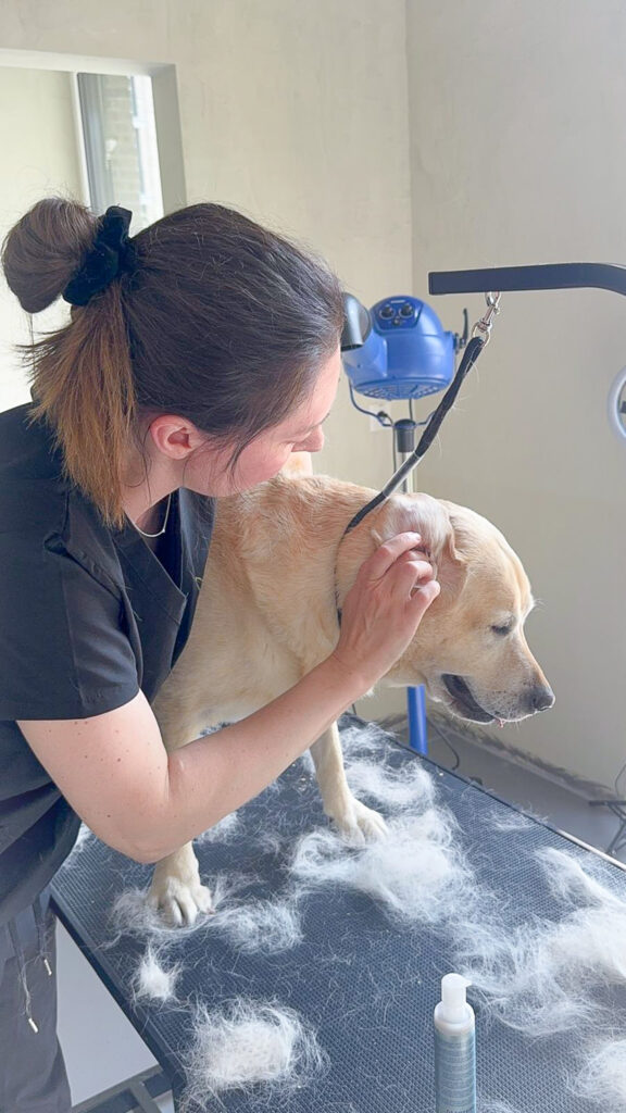 Groomer inspecting a Labrador’s ears on a grooming table surrounded by loose fur.
