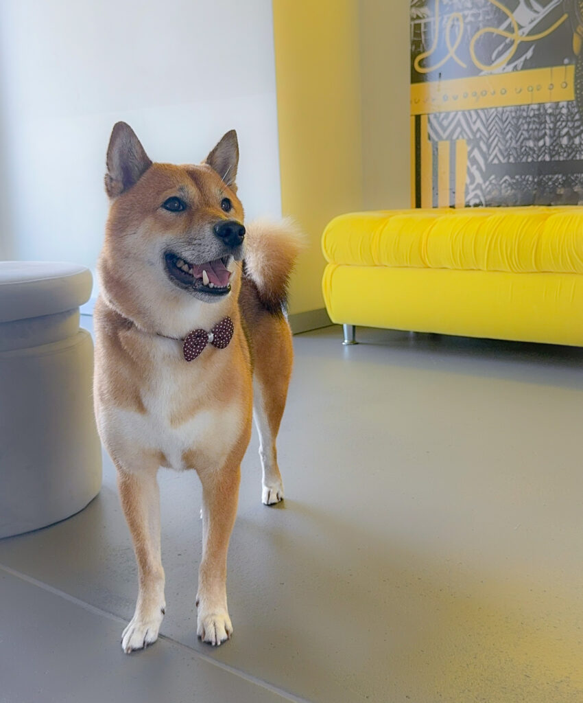 Shiba Inu standing proudly in Bark & Beauty studio with a bow tie.