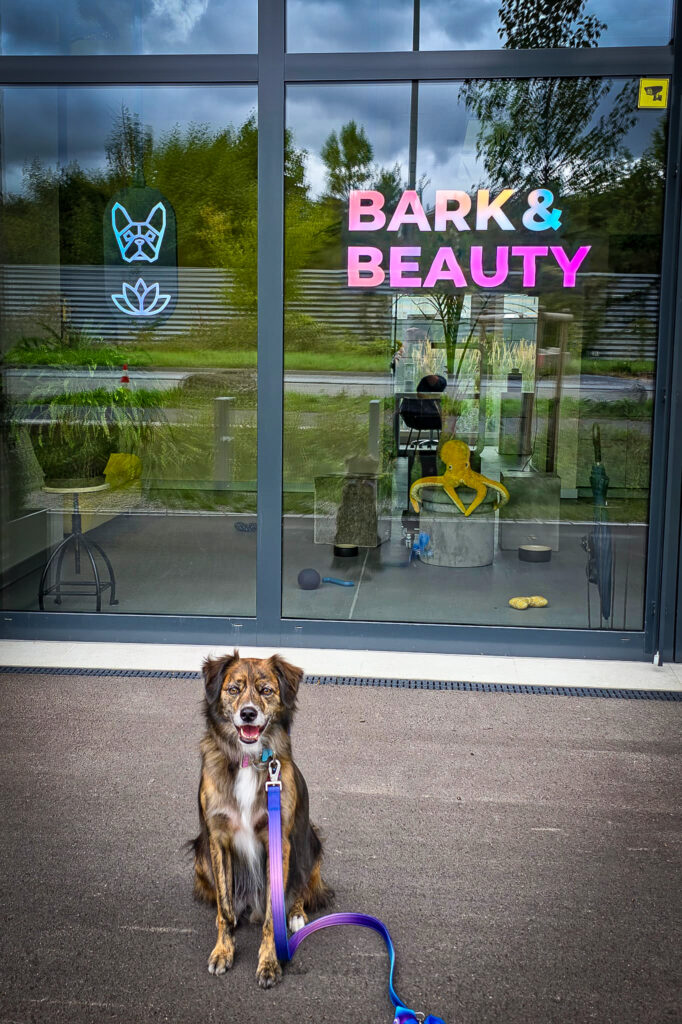 Dog sitting in front of Bark & Beauty Grooming Wellness Studio entrance.