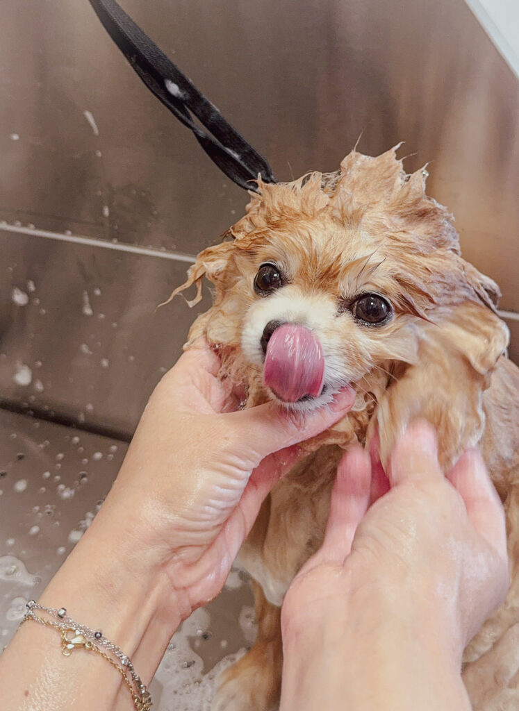 Small dog getting a bubbly bath during grooming, licking its nose.