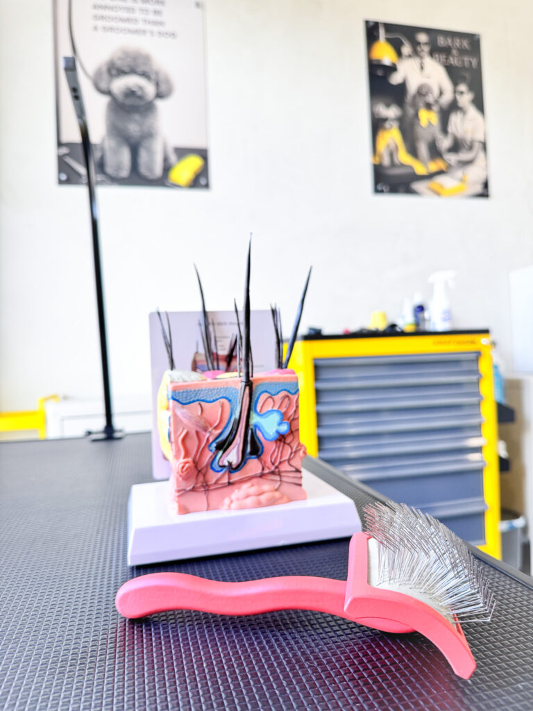 Grooming brush and coat model on a table inside Bark & Beauty studio.