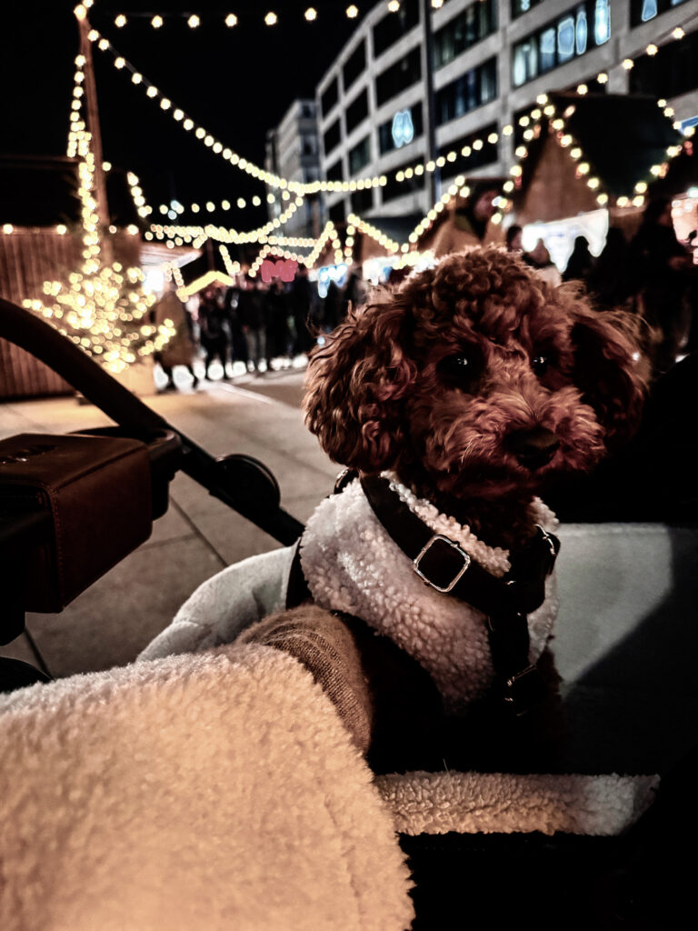 A small brown poodle sitting in a stroller at the Weihnachtsallee Christmas Market surrounded by festive lights and wooden stalls.