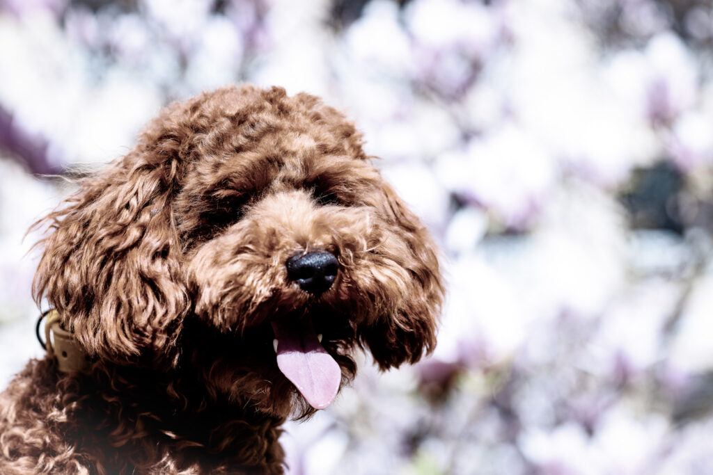 Close up of a brown curly coated puppy with tongue out against soft spring flowers