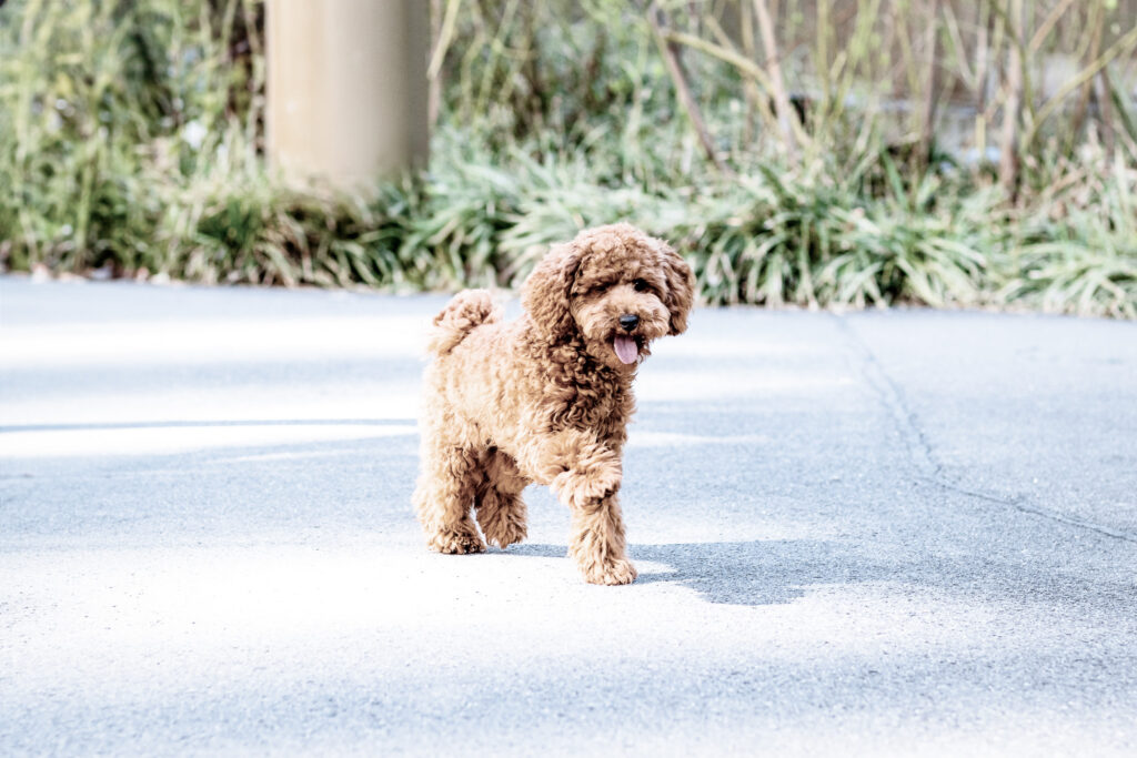 Brown curly coated puppy walking on a sunny path with tongue out