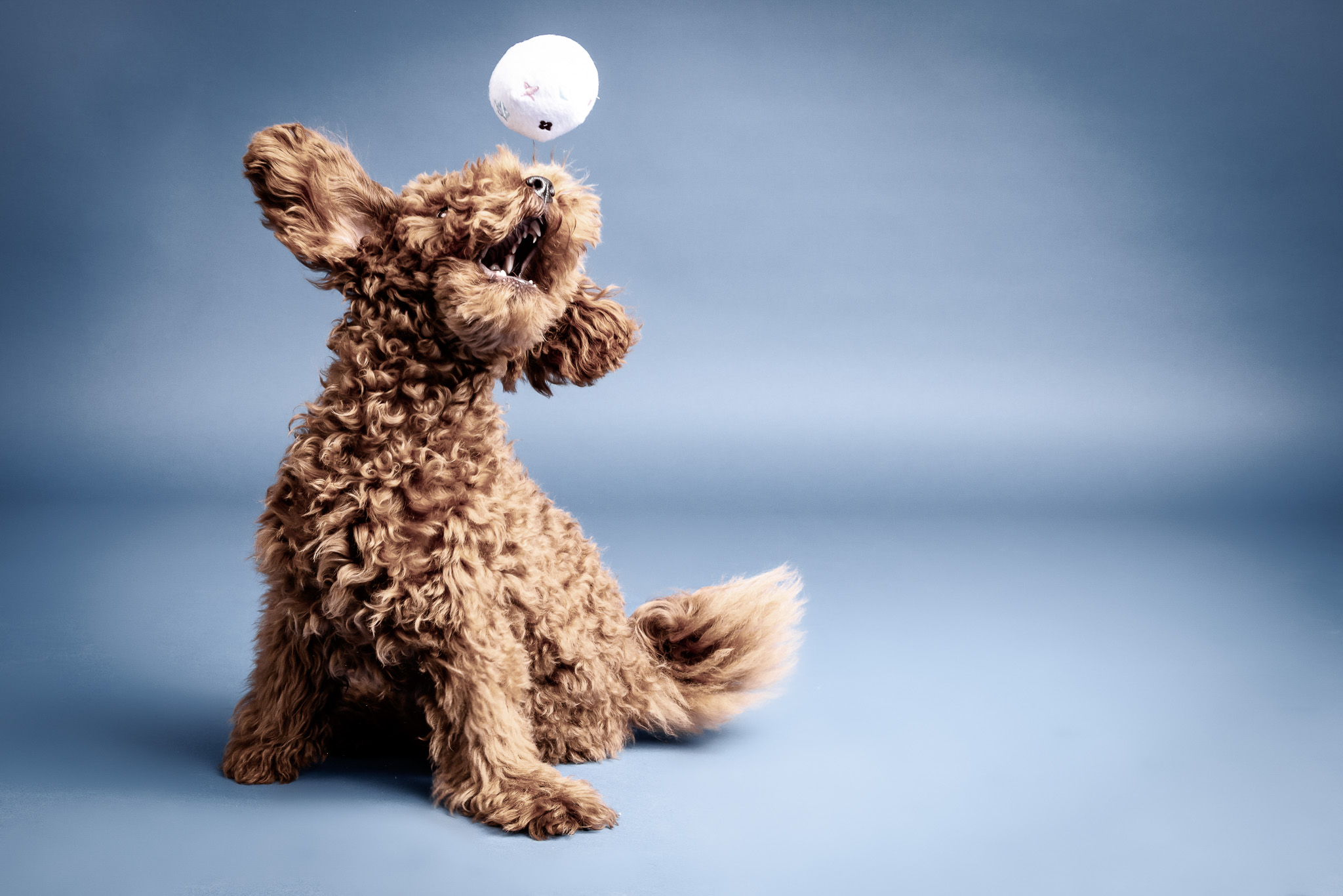 Puppy Grooming Guide: Why Starting Early Makes All the Difference