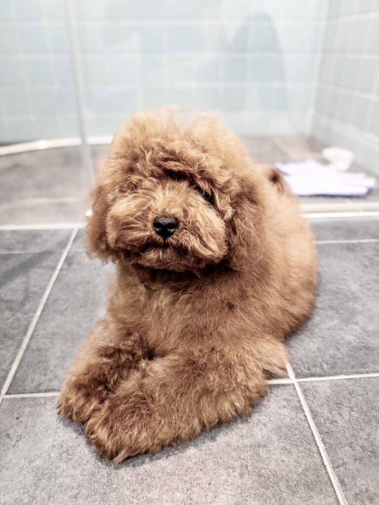 rown curly coated puppy sitting on tiled floor with fluffy, freshly washed fur