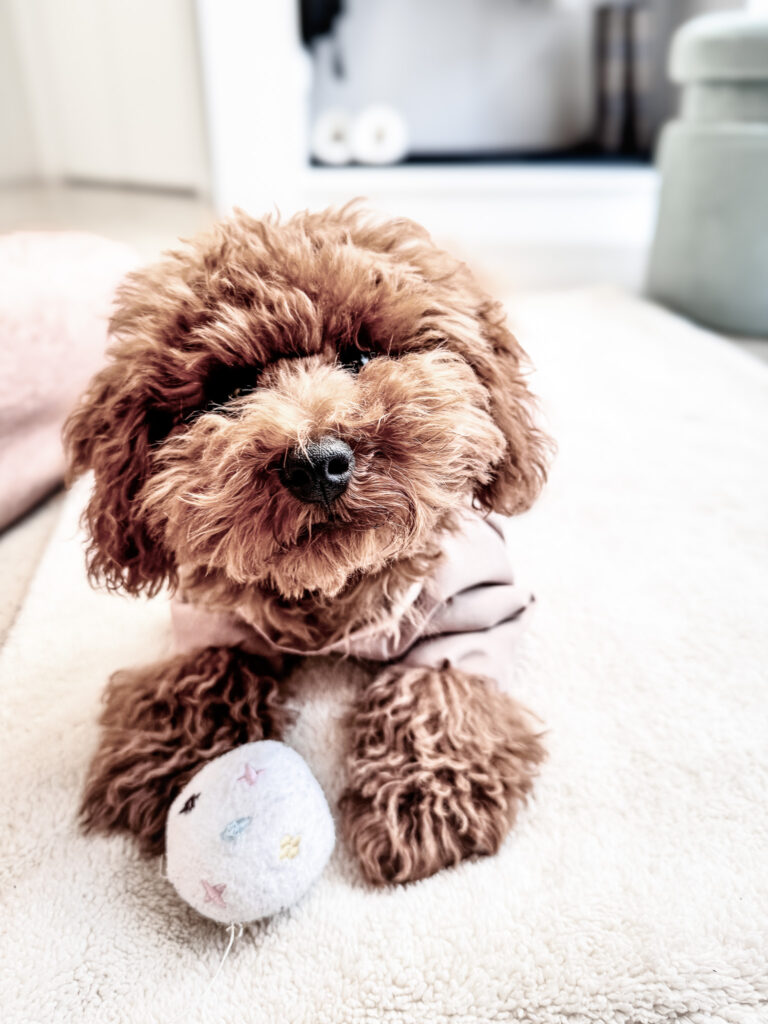 Brown curly coated puppy lying on a soft rug with a small pastel coloured toy