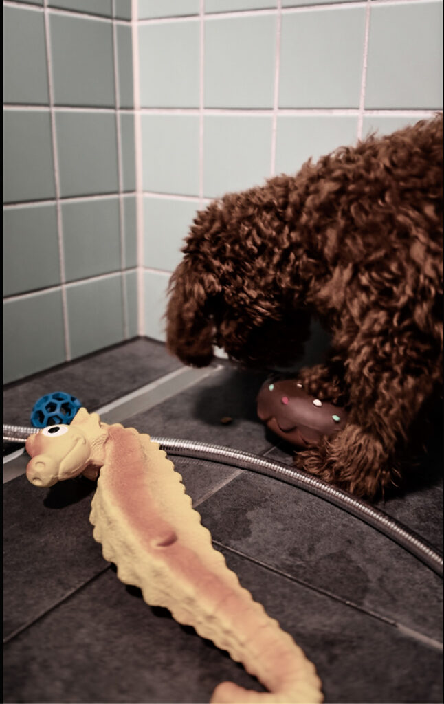 Brown curly coated puppy standing in a tiled shower with grooming toys on the floor