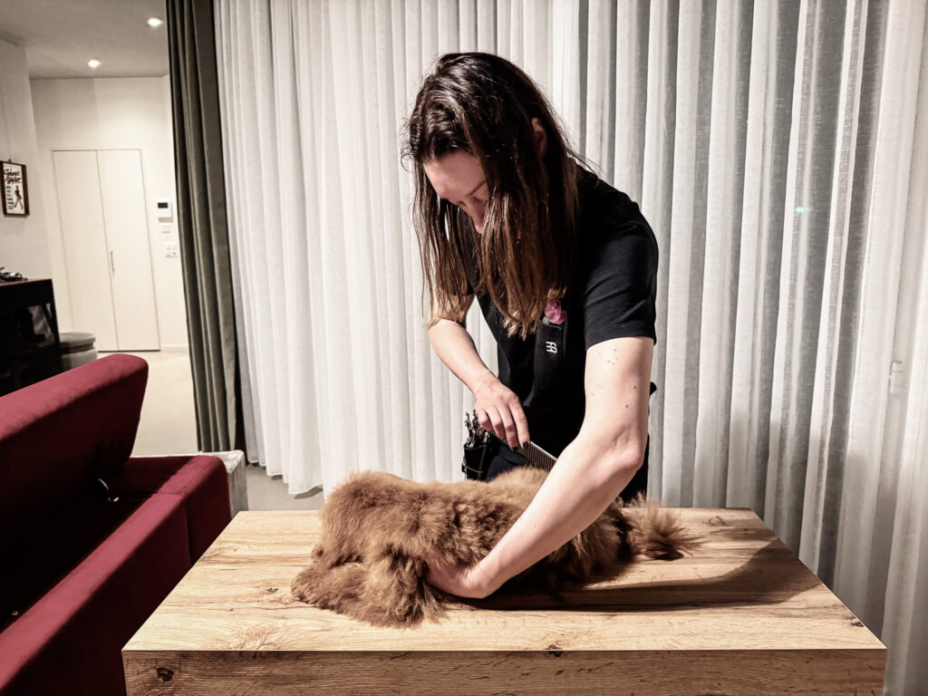 ently brushing a brown curly puppy on a wooden table