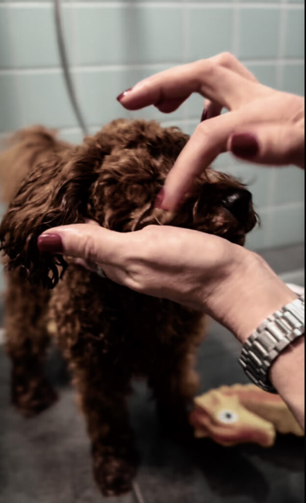 Hands gently washing the face of a brown curly coated puppy in a tiled shower