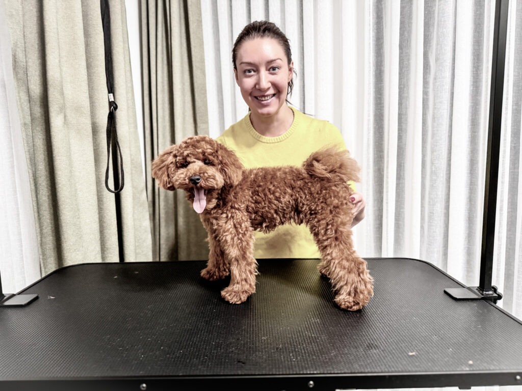 Brown curly coated puppy standing on a grooming table while the groomer supports it