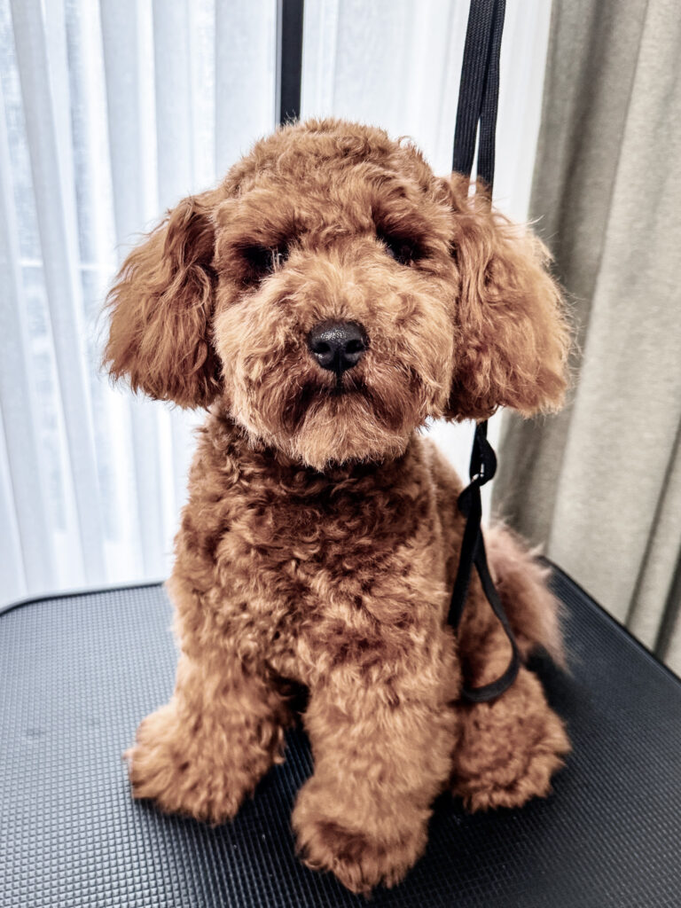 Brown curly coated puppy sitting on a grooming table before grooming