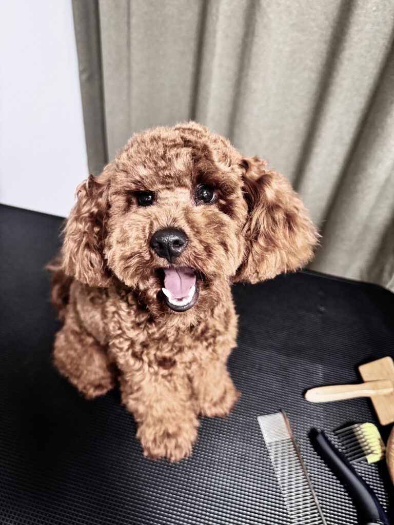 Smiling brown curly coated puppy sitting on a grooming table next to grooming tools