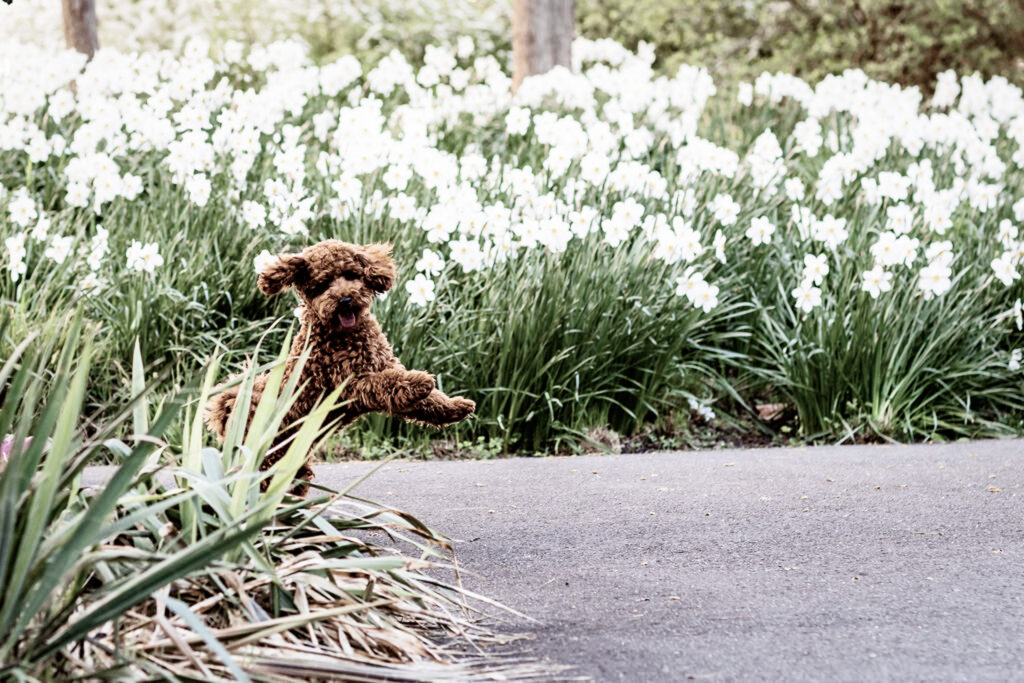 Brown curly coated puppy running playfully near a path lined with white spring flowers