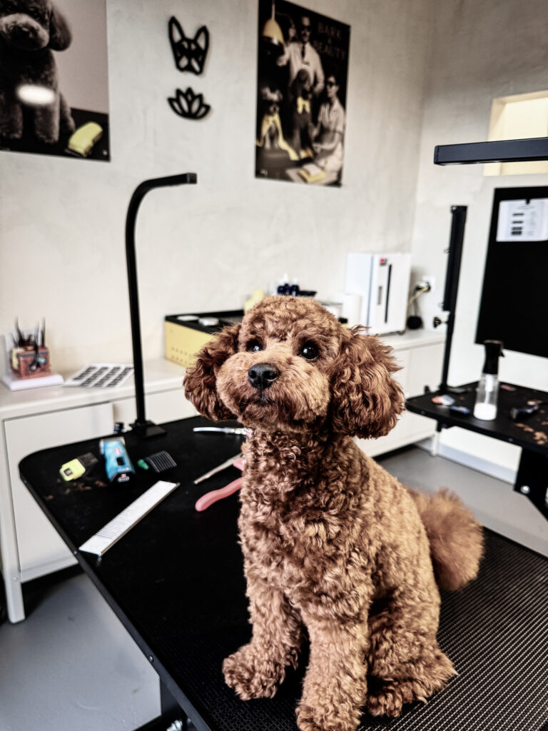 Brown curly coated puppy sitting on a grooming table in a professional grooming studio
