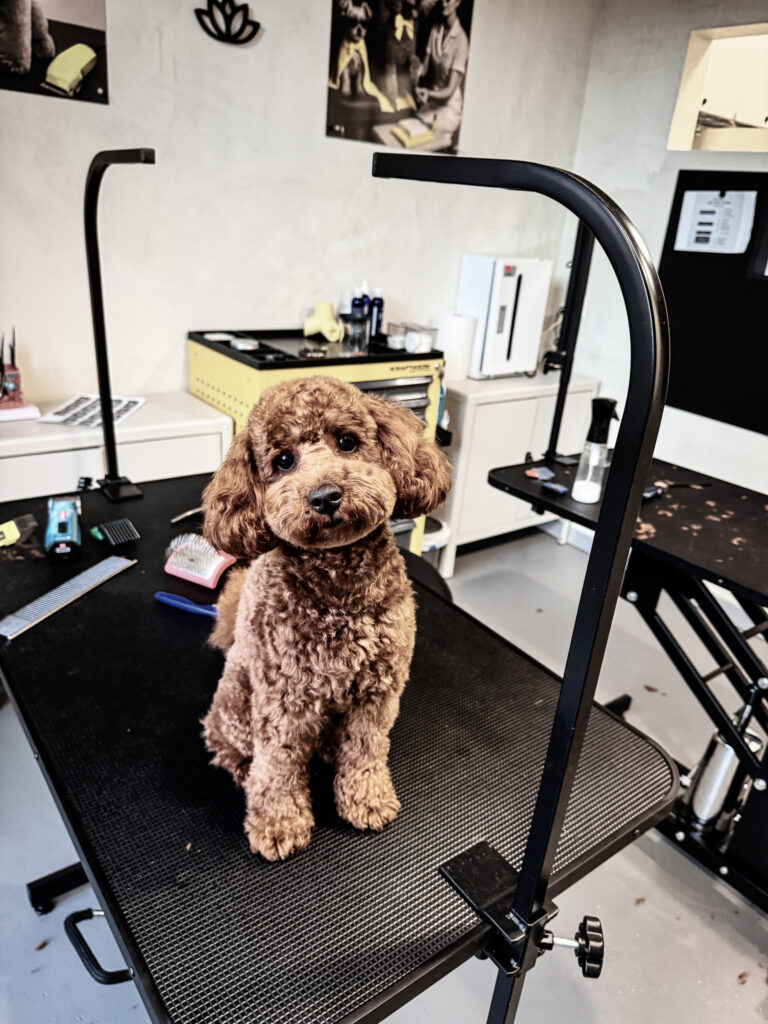 Brown curly coated puppy sitting on a grooming table in a modern grooming studio