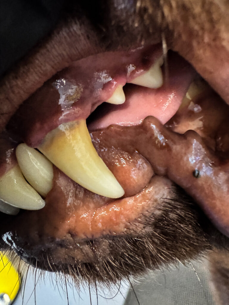 Close-up of a dog’s canine tooth with a yellow-brown band of tartar along the gum line