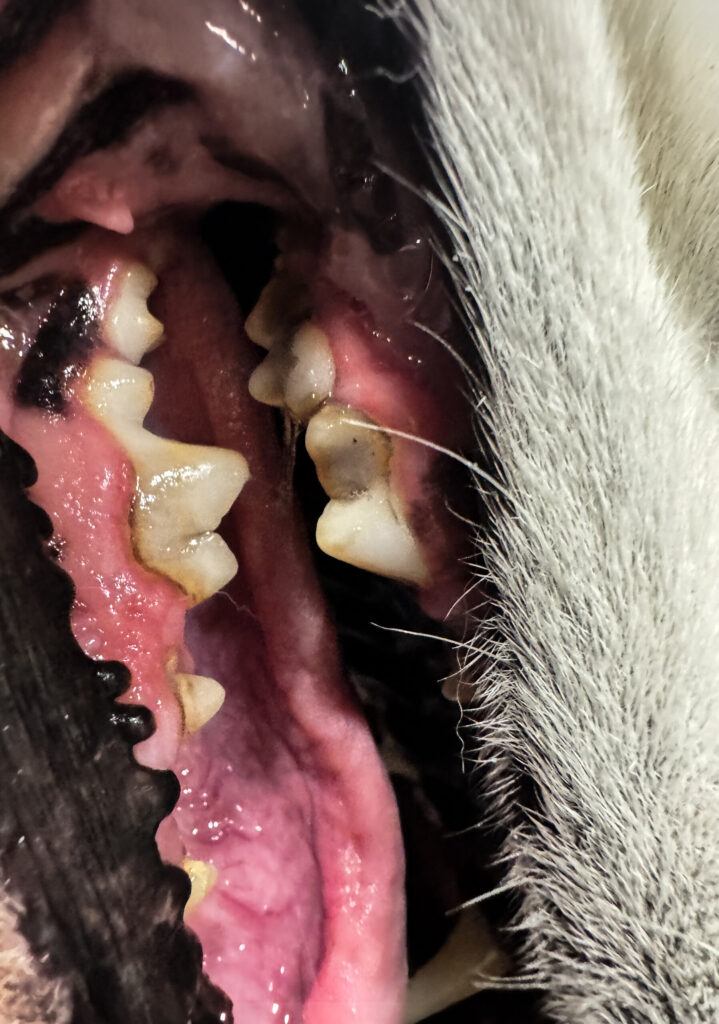 The same dog’s cheek teeth clean and white after an ultrasound cleaning session