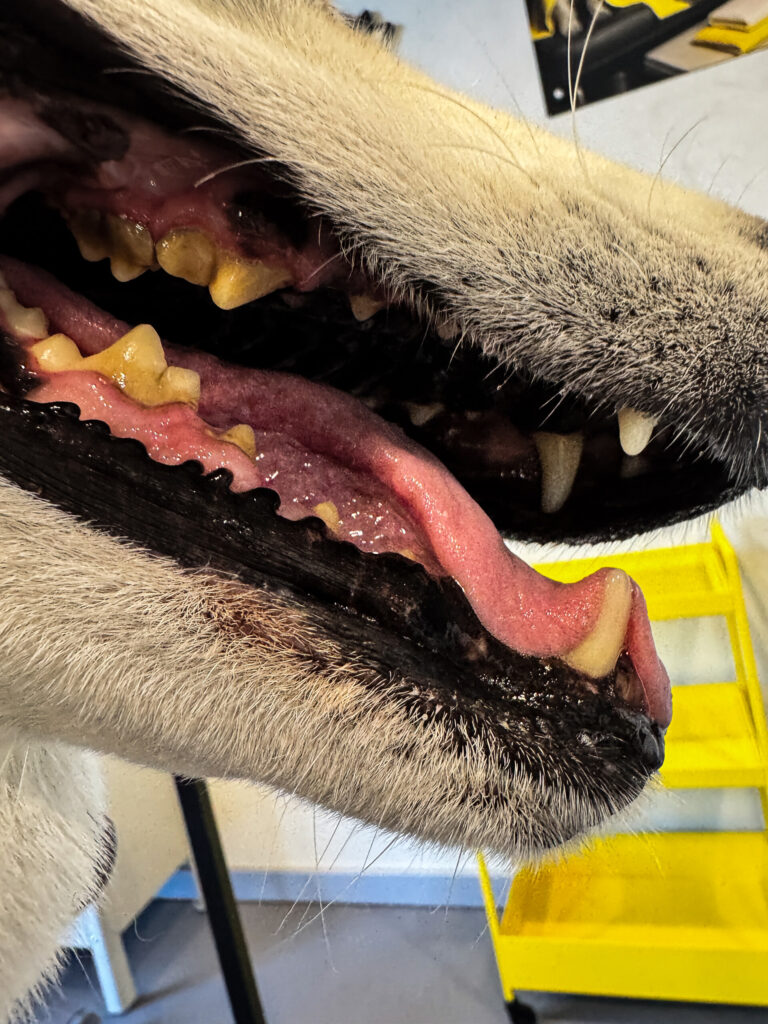 Side view of a dog’s upper cheek teeth covered in yellow-brown tartar before an ultrasound cleaning session