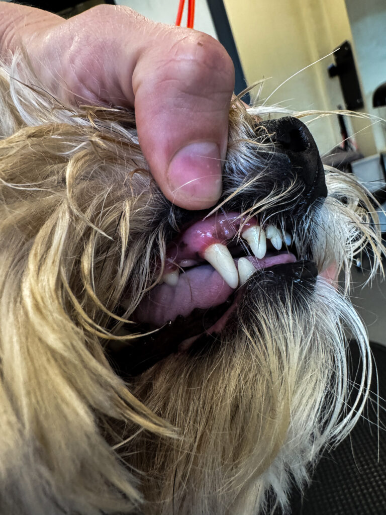 A hand gently lifting a small terrier’s upper lip to check its front teeth and gums