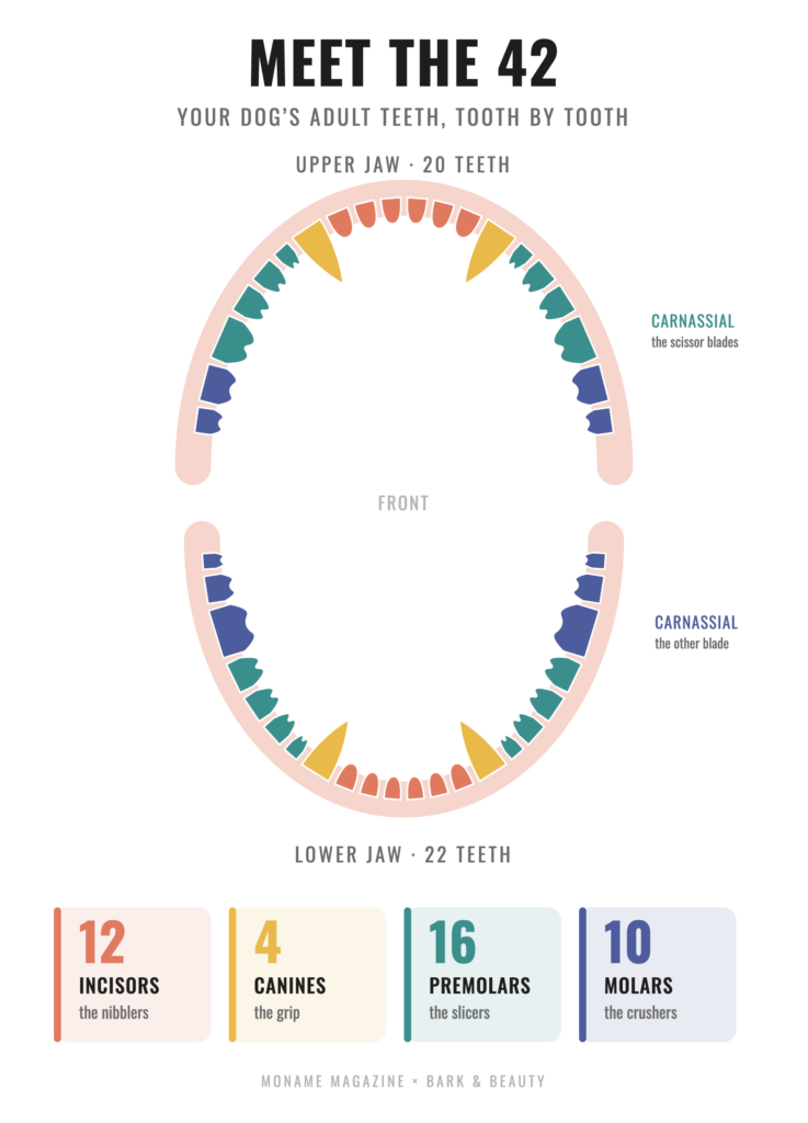 Infographic of a dog’s 42 adult teeth: upper jaw with 20 teeth and lower jaw with 22, colour-coded into 12 incisors, 4 canines, 16 premolars and 10 molars