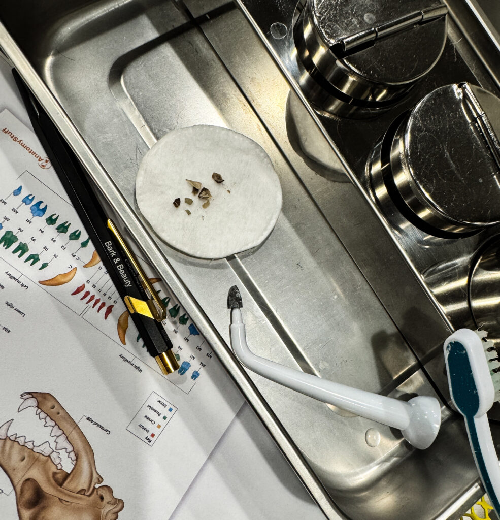 A steel tray with tartar flakes on a cotton pad, an ultrasonic brush head and a dog dental chart
