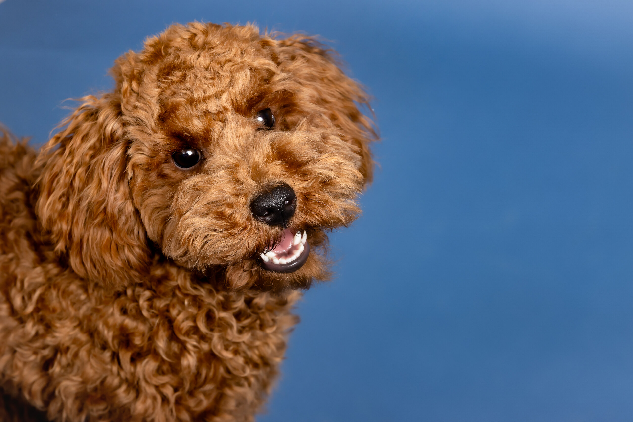Dog Dental Care: Teeth, Tartar and the Truth About Dog Breath